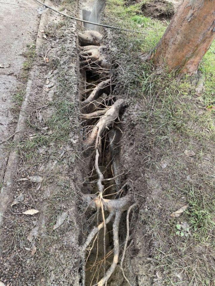 Exposed large tree roots
